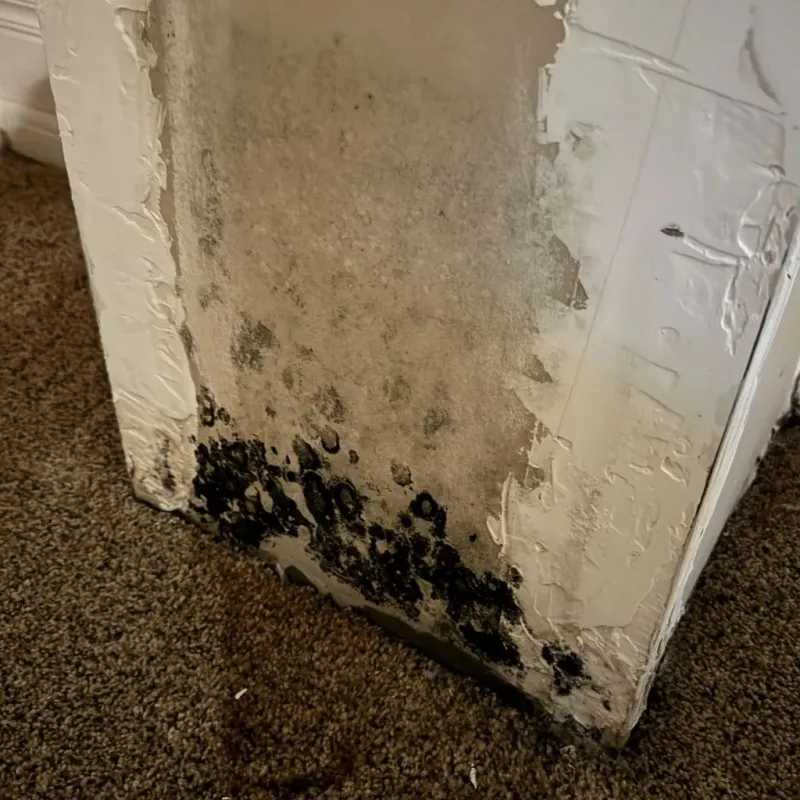 Professional Mold Removal in Derry, NH